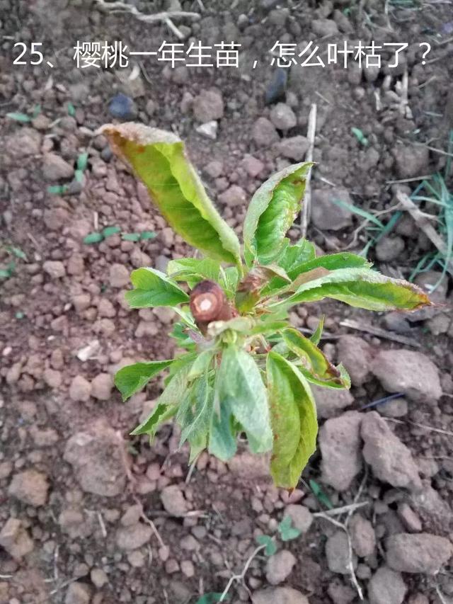 缺素症引起的,增施有机肥加微生物菌剂 ,加中微量元素(樱桃信息网原创
