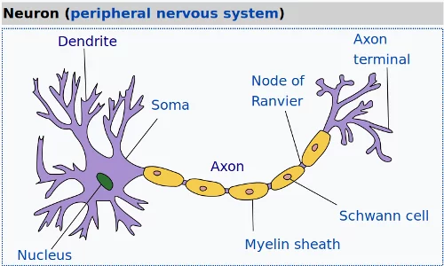 生物学中神经元的图像