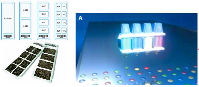 基因表达谱芯片图片