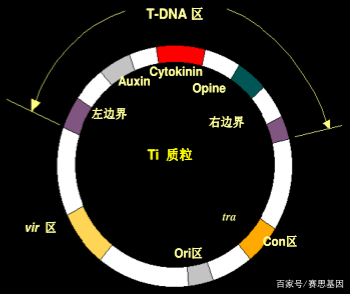 农杆菌ti质粒法_农杆菌ti质粒的特点