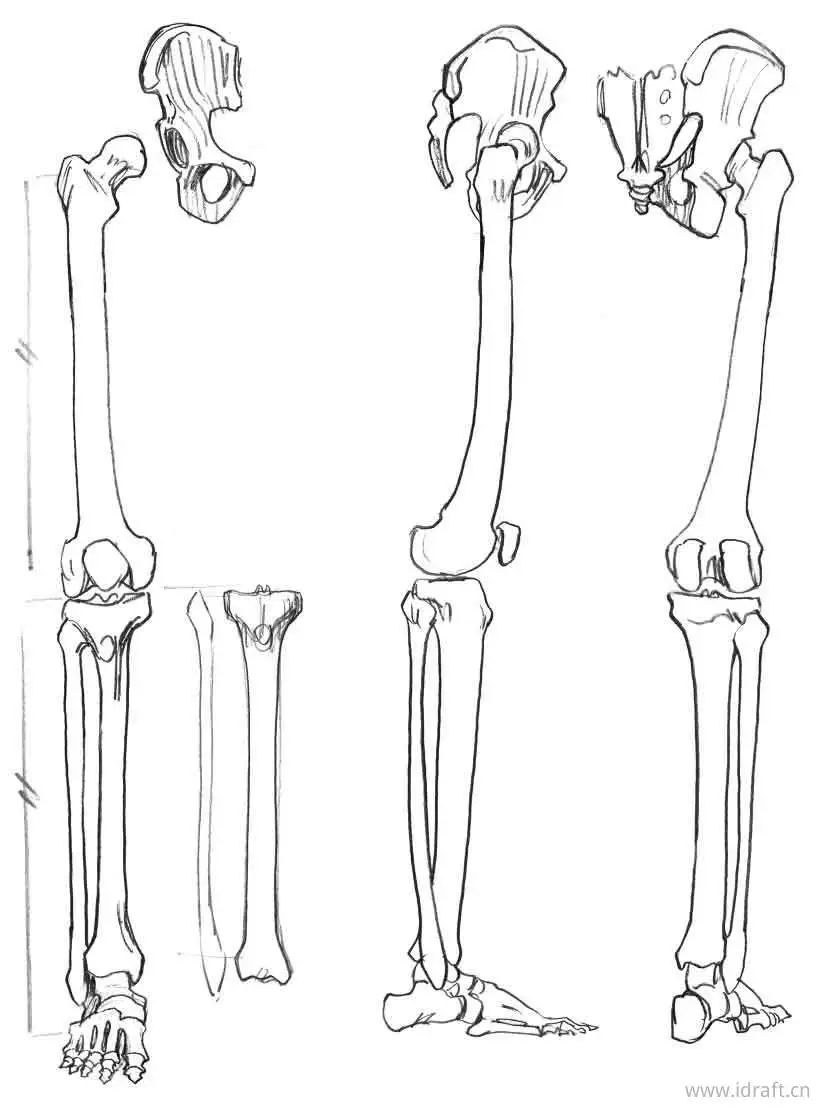 下肢骨 手绘图图片