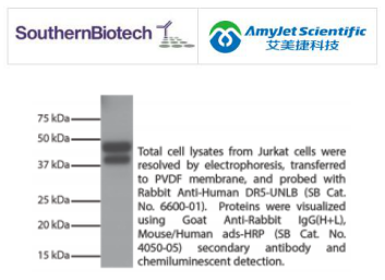 SouthernBiotech 山羊抗兔IgG（H+L）