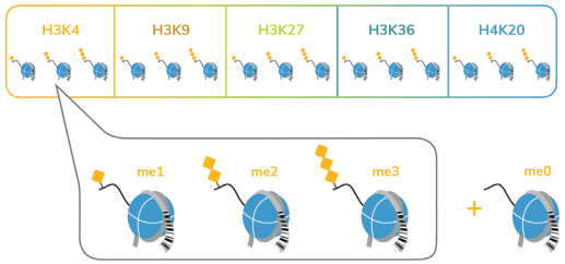 CUTANA™ CUTRUN Assays ——实现超敏基因组定位