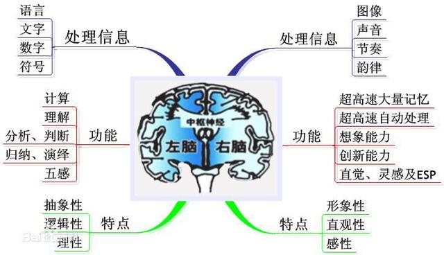 人脑地图计划图片