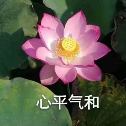 莲花表情包无水印图片