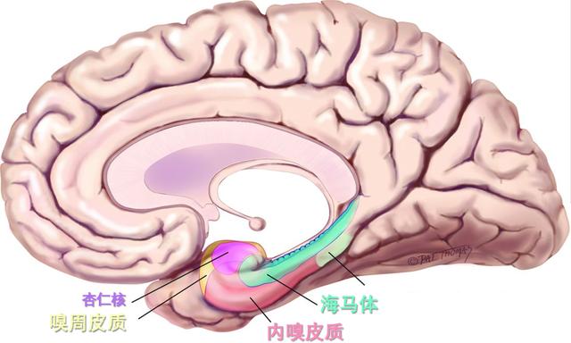 並且有相互投射第二個可能的原因,海馬體和其他腦結構,如嗅皮質,存在