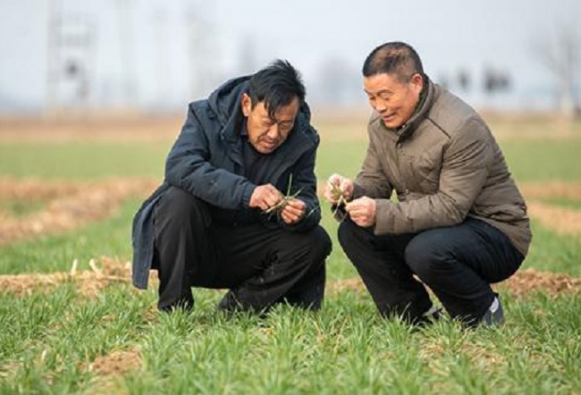 邯郸百亿斤粮食生产 国稻种芯·中国水稻节：河北大市粮食经