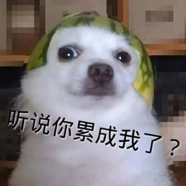 成天说累成狗,然而狗子比你活得潇洒.