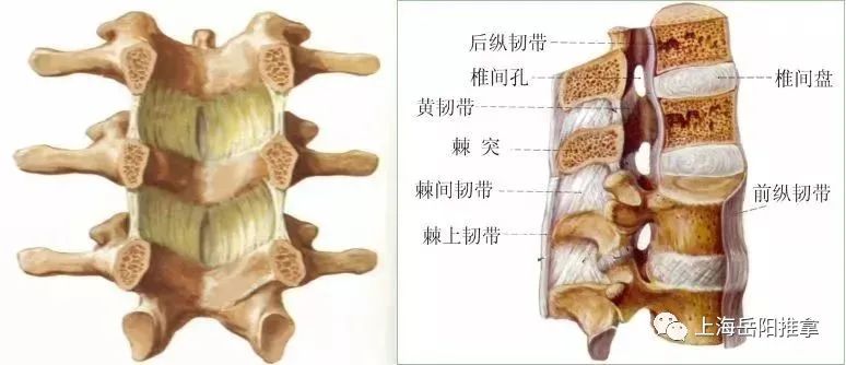 髂嵴最高点在哪里 专家科普 腰扭伤到底伤的是哪里 Dragon Fxl的博客 Csdn博客