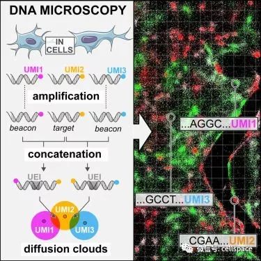 Cell：重大突破！三位学术大咖，打造全新“DNA显微镜” 配图03