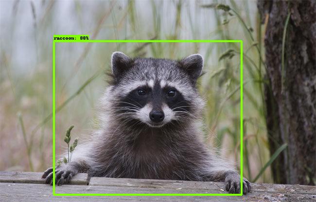 raccoon-1