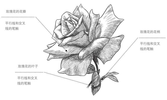 玫瑰花画法 最详细的玫瑰花画法步骤教程 简单易学 小白也能学会 Weixin 的博客 Csdn博客