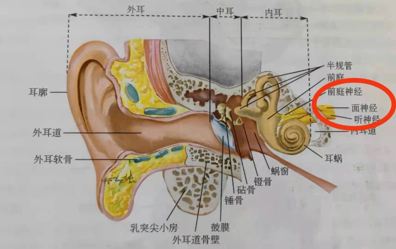 声反射是如何保护内耳的？