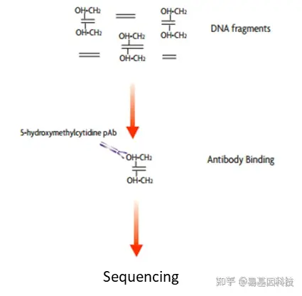 易基因｜一种全新的检测DNA羟甲基化的技术：ACE-Seq