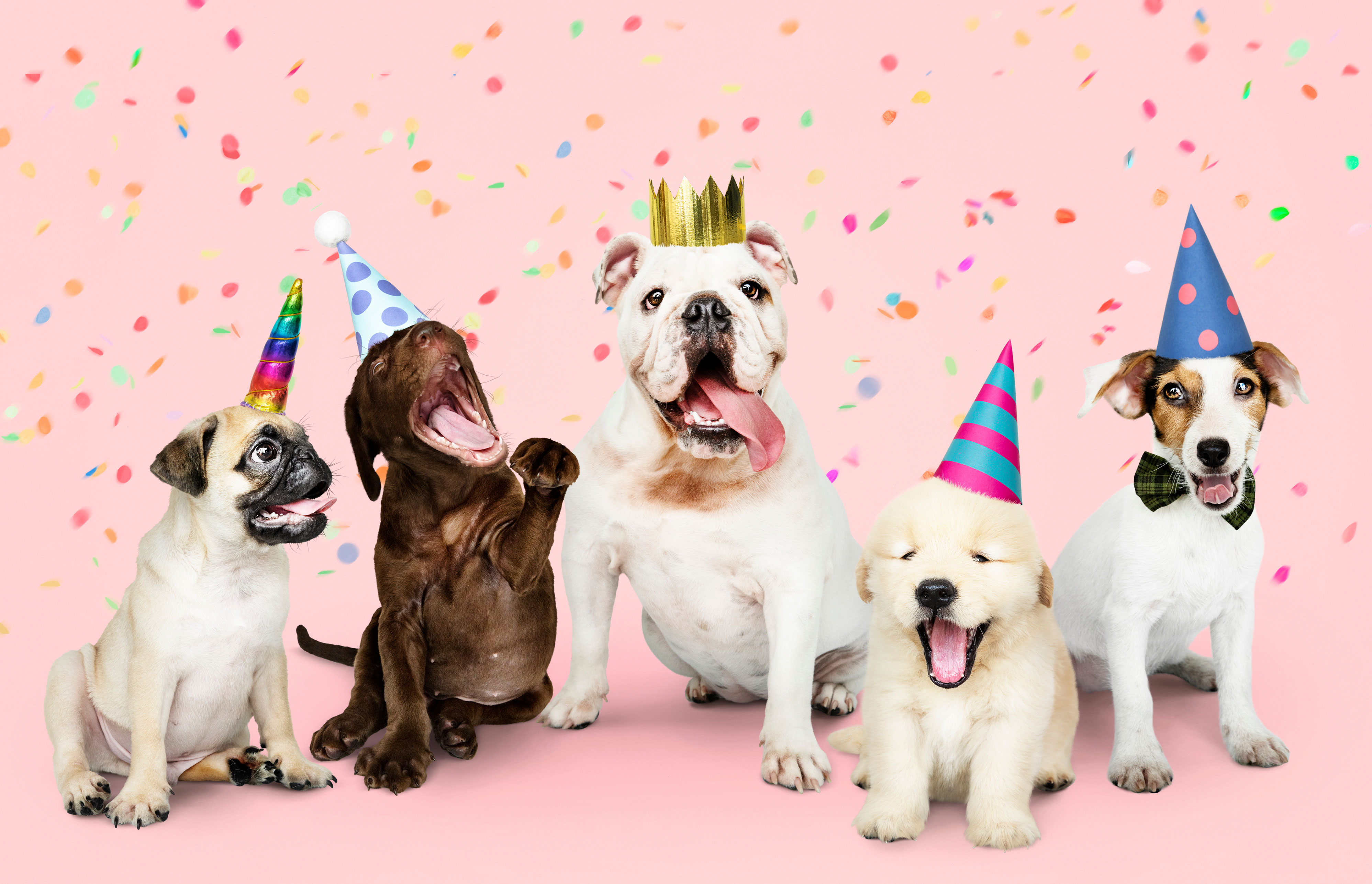 https://blog-img.speedcurve.com/img/491/dog-party.jpg?auto=format,compress&fit=max&w=2000