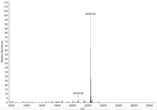 Epicypher热销产品——Nucleosome, Recombinant Human, H2BK120ub1 dNuc, Biotinylated