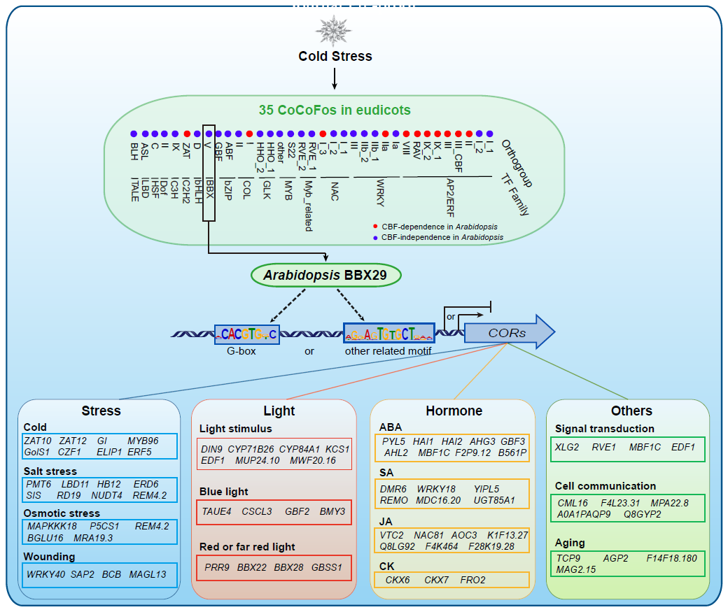 Plant Commun | 正交组、系统转录组和CUT-Tag发掘植物保守冷响应因子BBX29及其靶基因