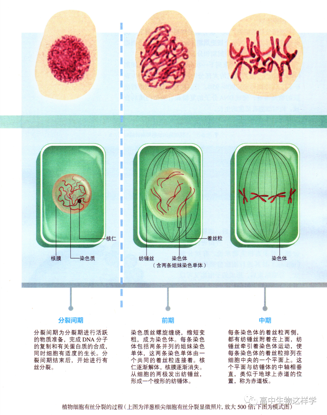 细胞增殖的过程图解图片