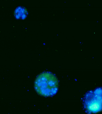 做更真实的实验！艾美捷Caspase-1活性分析试剂盒方案