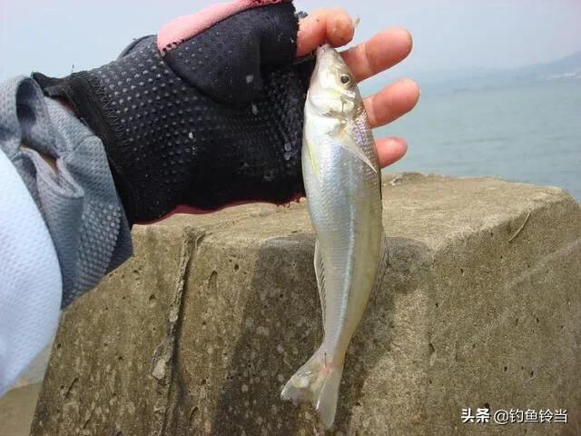 如何开搓饵不掉钩_如何垂钓沙尖鱼?