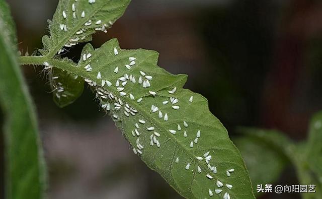 Applicationproperties不是小叶子 世界害虫 白粉虱 俗称小白蛾 想要清除 直接喷辣椒水 薛易清的博客 Csdn博客