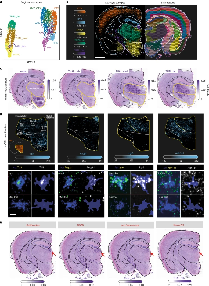 Fig. 3 区域星形胶质细胞亚型的空间发现