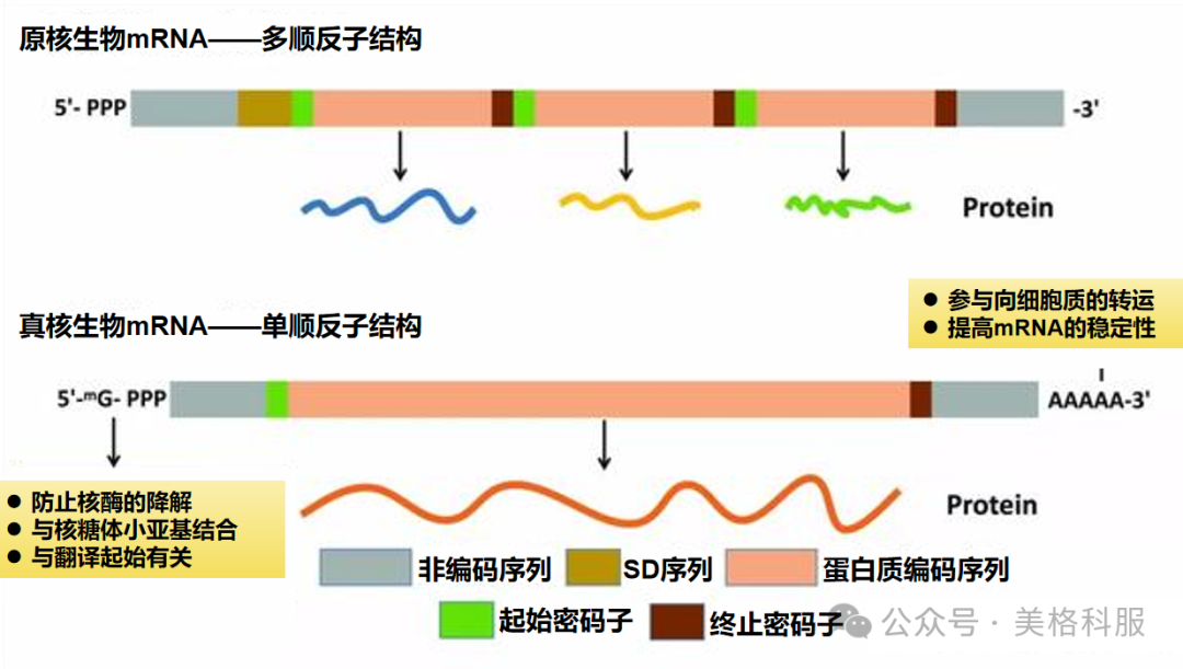 原核转录组新增三大分析点：新转录本预测、反义转录本分析、sRNA分析-CSDN博客