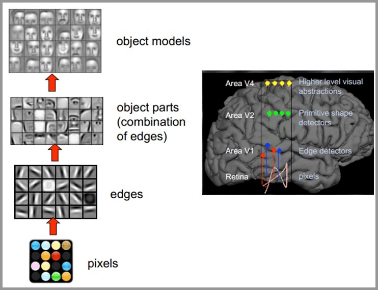 Cómo el cerebro humano ve imágenes