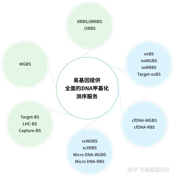 易基因｜动物发育过程中顺式调控区域的活性DNA去甲基化早于脊椎动物起源：重磅研究