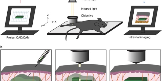 中3d库后接负载_Nature子刊：近红外光交联水凝胶用于活体生物3D打印