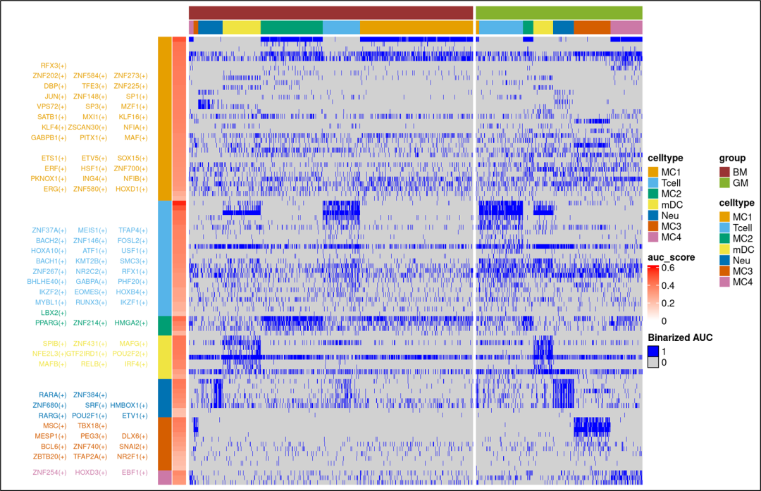 复现Cell图表：pyscenic分析之转录因子二项值热图