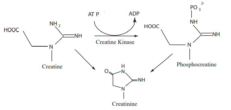 Stressmarq新品推荐—Urine Creatinine Detection Kit