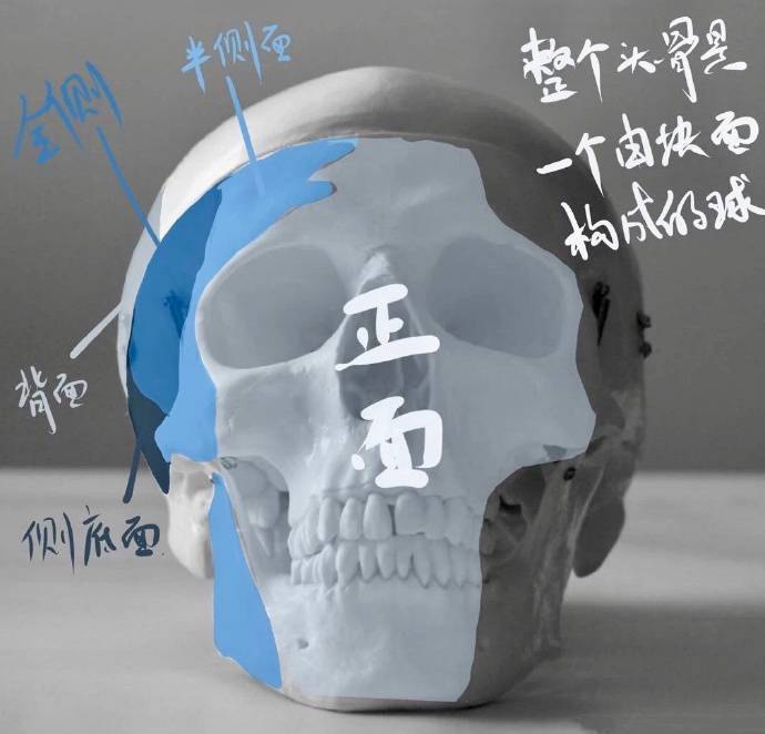 美术加 想要画好人物头像 头骨结构先吃透 美术集小编的博客 Csdn博客