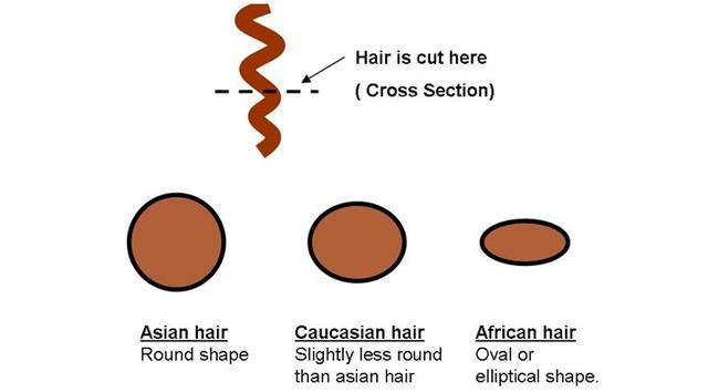 看下图这是头发的横截面形状, 有3种形状1)圆形亚洲人的头发, 直发2)