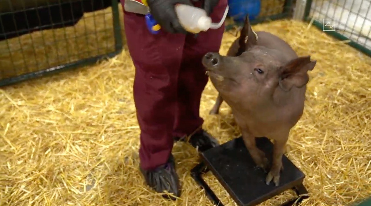 Gertrude: One of the three pigs who were successfully implanted with the Neuralink Chipset