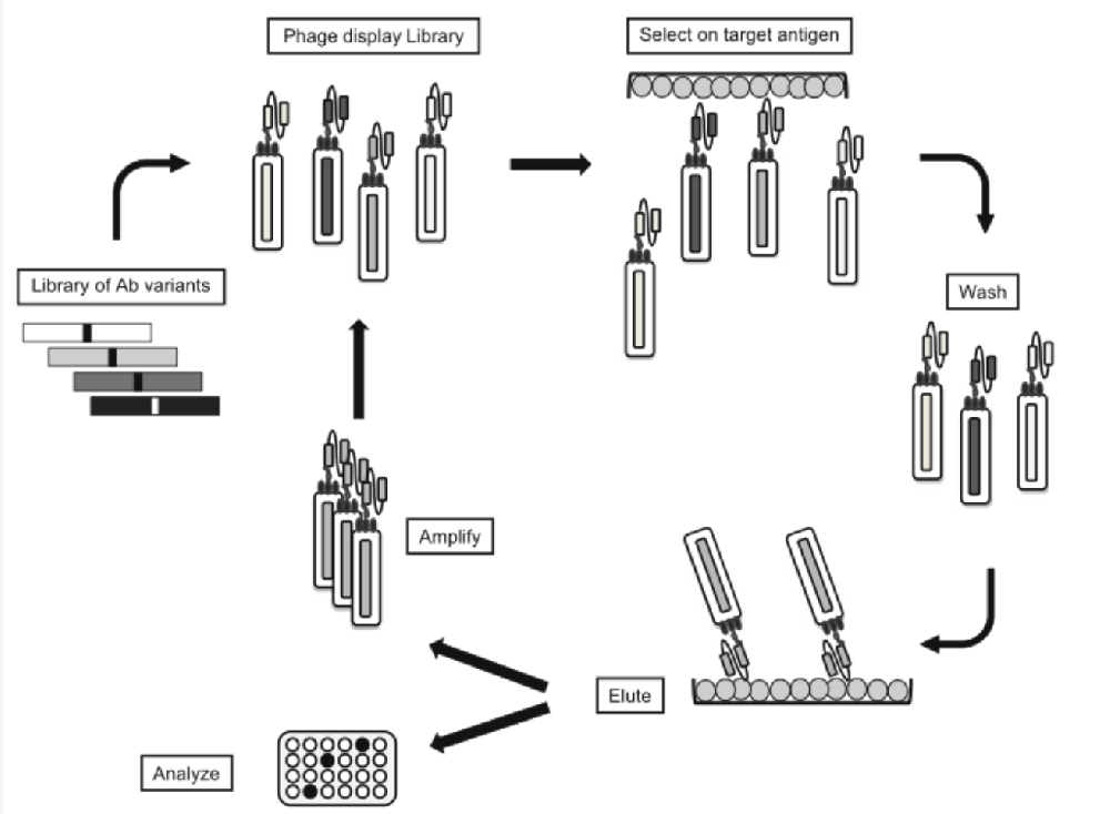 抗体文库固相筛选+泰克2.png