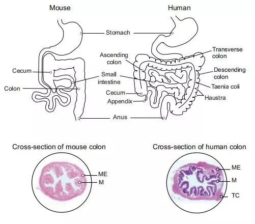 核心微生物分析应用无菌鼠构建肠道微生物人源化小鼠模型是有效的疾病