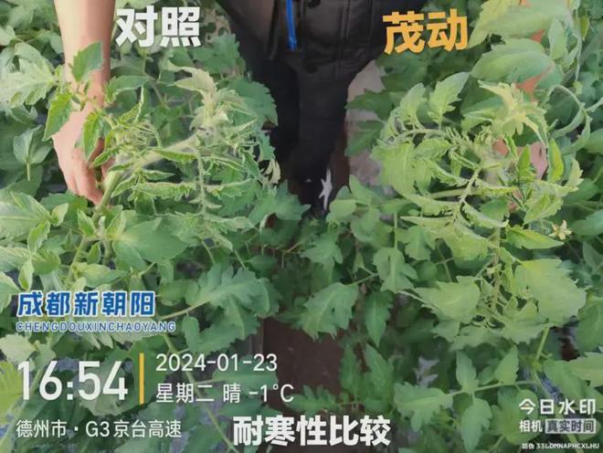 生物刺激素茂动：SF花粉多糖协同调控，助力作物丰产丰收_技术研发_02