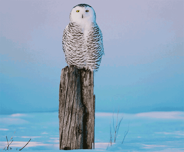 c69e6cc260a09f443427acdc886584df.gif