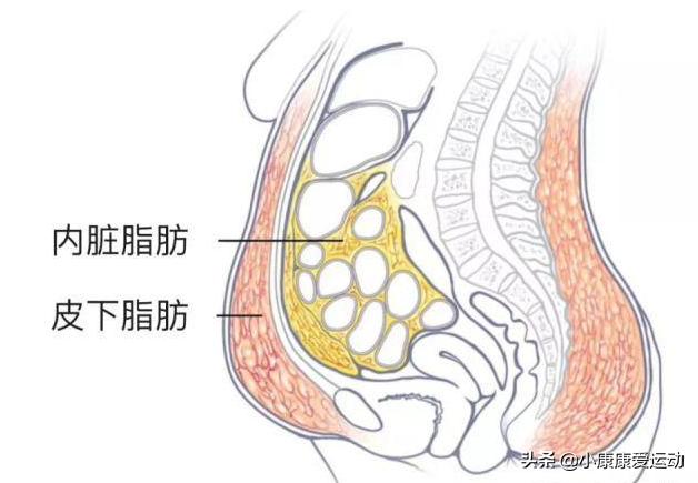 啤酒肚脂肪解剖图图片