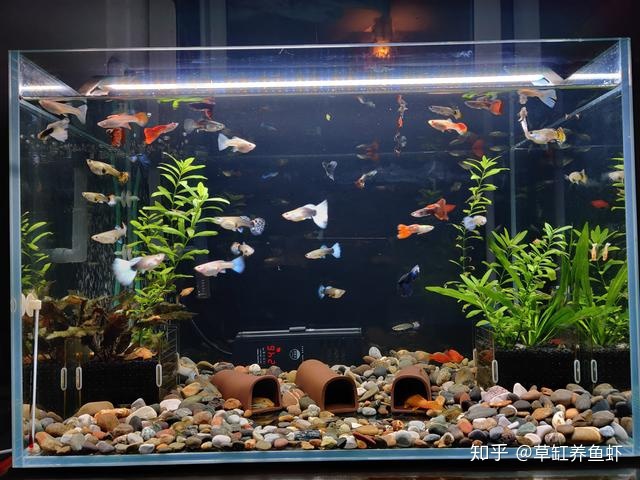 不过,假如要铺底,那么,不同种类的鱼缸和鱼就需要不同的铺底方式和