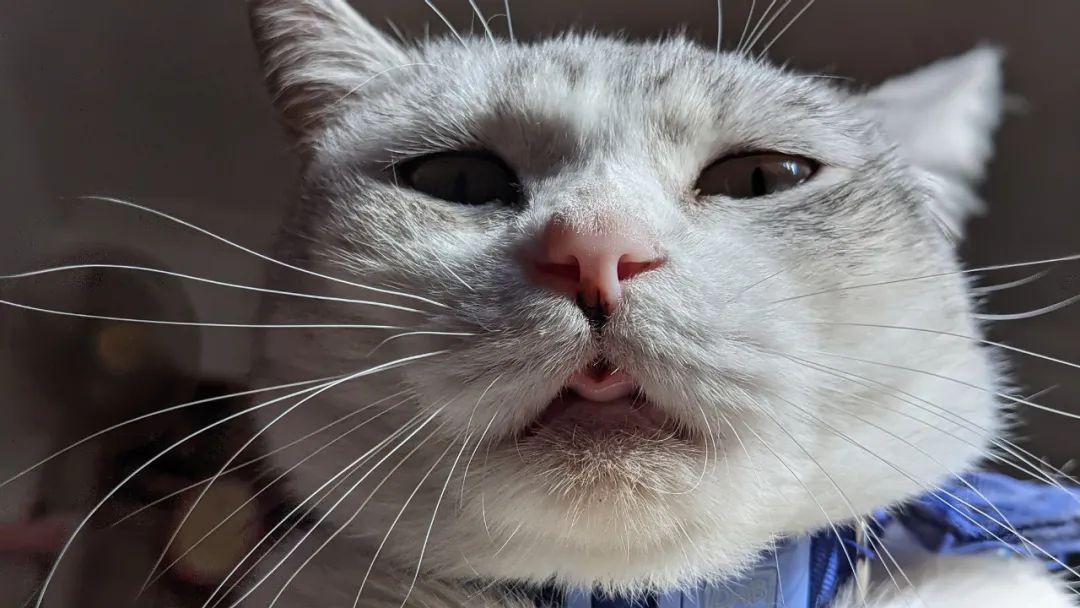"可谁知主子比他还有危机意识,早就钻进猫包里躲好等他了:前几天,台湾