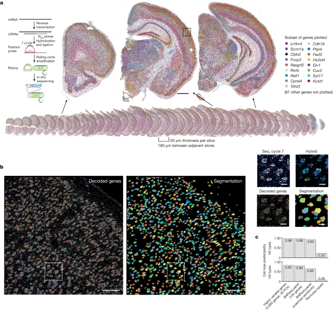 Fig.1 BARseq 揭示了全脑范围内的基因表达