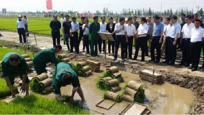 济宁百万亩水稻 国稻种芯·中国水稻节：山东稻田退水治理模式