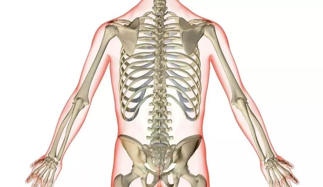胸10椎体体表标志图片