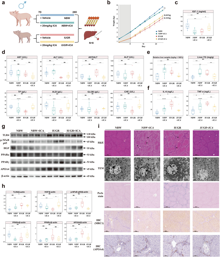 IF14.3| scRNA-seq+脂质组多组学分析揭示宫内生长受限导致肝损伤的性别差异