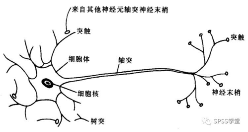 神经元结构简图手绘_神经元结构模式图手绘