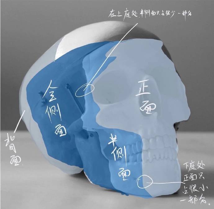 美术加 想要画好人物头像 头骨结构先吃透 美术集小编的博客 Csdn博客