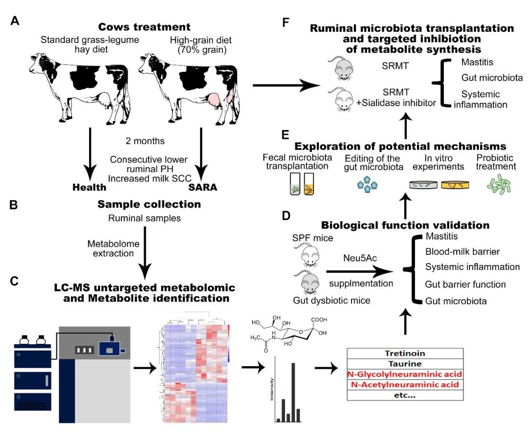Microbiome | 吉林大学付云贺组揭示“瘤胃/肠道源性乳腺炎”的新机制-CSDN博客