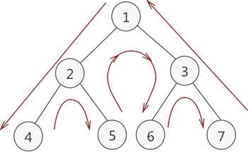 二叉分枝示意图图片